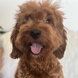 Lola - Goldendoodle