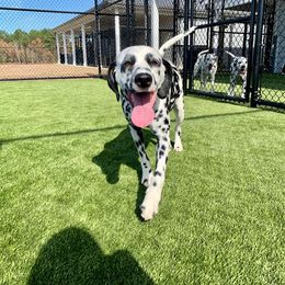 Dalmatian Puppies from Happy Trails' Dalmatians
