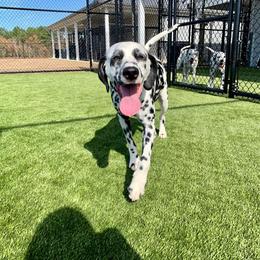 Dalmatian Puppies from Happy Trails' Dalmatians