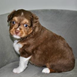 ELLE - Red tri-color female Miniature American Shepherd puppy in Bixby, Oklahoma from Roeboat Aussies