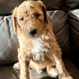 Teddy - Apricot with white - Boy - Apricot male Goldendoodle puppy in Wickenburg, Arizona from Gentle Paw Goldendoodles