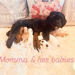 Delilah - Cavapoo