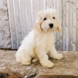 Lulu - Cockapoo