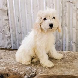 Lulu - Cockapoo