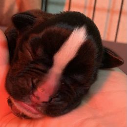 Boxer Puppies from Von Royal Dell'Infinite Deutscher