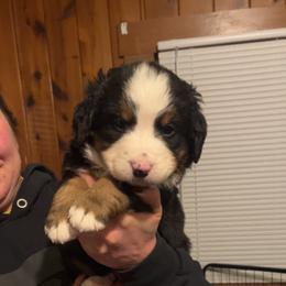 Brown - Black rust and white male Bernese Mountain Dog puppy in North Grove, Indiana from J&F Country Canines