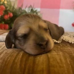 Needoh - Cream male Dachshund puppy in Perryville, Maryland from Heavenly Heritage Dachshunds and Doods