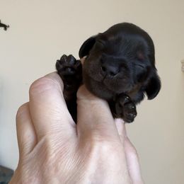 Chloe - Black and tan female Dachshund puppy in Steele, Alabama from Taylored Dachshunds