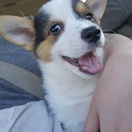 John - Black and tan male Pembroke Welsh Corgi puppy in Frontenac, Kansas from Holloway Corgis