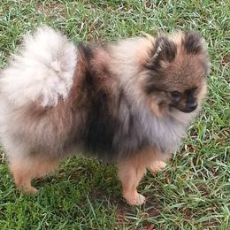 Pomeranians from Kelli's Poms