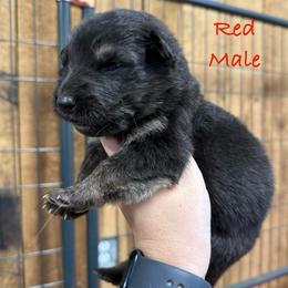 Red - Black and tan male German Shepherd puppy in Terra Alta, West Virginia from Shepherd Country Farm and Kennels