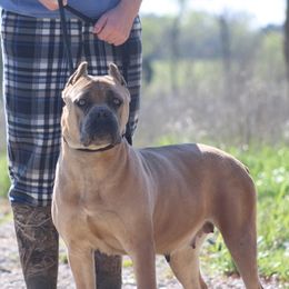 Denali - Cane Corso