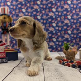 Apollo - Dapple male Dachshund puppy in Dothan, Alabama from Hot Diggity Doxies of Dothan