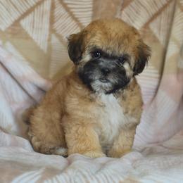 Oak - Brown male Shichon puppy in Delta, Colorado from PTK Ranch