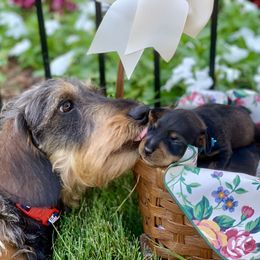 Dachshund Puppies from Vom Dörnerstein