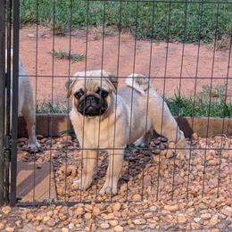 Tatter Tot - Fawn male Pug puppy in Lula, Georgia from Lovable Squished Faces