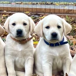 Boo - Labrador Retriever puppy from Limestone Labradors