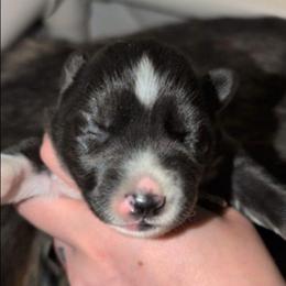 Achillia (ah-keel-e-ah) - Agouti and white female Siberian Husky puppy in Richland, Mississippi from Feazell’s Siberian Huskies