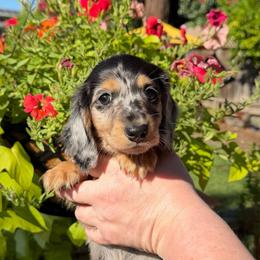 Zelle - Dapple female Dachshund puppy in Santa Rosa, California from Signature Mini Dachshunds