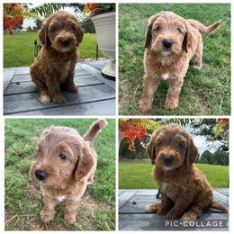 Red Abstract Boy - Red  male Goldendoodle puppy in Lancaster, South Carolina from Silver Hill Farm SC