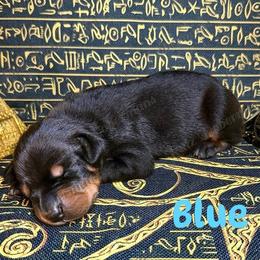 Blue Collar - Black and rust male Doberman Pinscher puppy in Louisville, Kentucky from Ruiz Dobermans