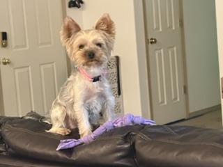Gigi