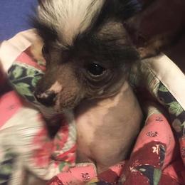 Chihuahua and Chinese Crested Puppies from Western Kentucky Chihuahua’s and Chinese Crested’s