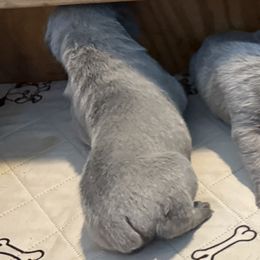 Girl 5 - Gray female Cane Corso puppy in Granbury, Texas from Revolutions Kennel