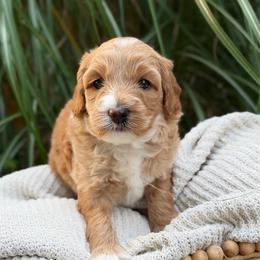 Muffin - Caramel female Australian Labradoodle puppy in Auburn, Washington from West Valley Labradoodles