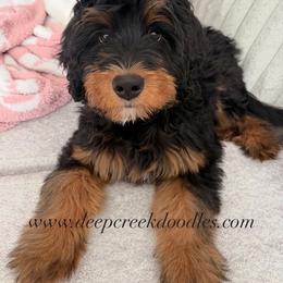 Bernedoodle Puppies from Deep Creek Doodles
