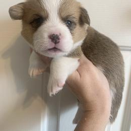 Winter - Red male Pembroke Welsh Corgi puppy in Cumming, Georgia from Carter’s Corgis LLC