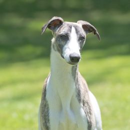 Josie - Whippet