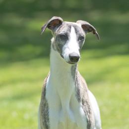 Josie - Whippet