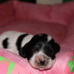 Boq - Black and white male Cocker Spaniel puppy in Hickory, North Carolina from Home Grown Cocker Spaniels