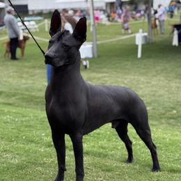 Uno - Xoloitzcuintli