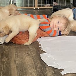 Golden Retriever Puppies from Hearth & Homestead