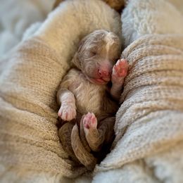 Cider - Apricot male Goldendoodle puppy in Rio Linda, California from Plush Doodles