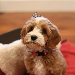 Australian Labradoodle Puppies from Majestic Labradoodles