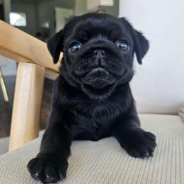 F2 - Black female Pug puppy in Jacksonville, North Carolina from Coliseum de Cassiope
