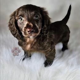 Quest - Chocolate male Dachshund puppy in Grants Pass, Oregon from Treasure Dachshunds
