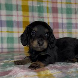 Runt - Black and cream male Dachshund puppy in Poteau, Oklahoma from Sisters Dazzling Dachshunds