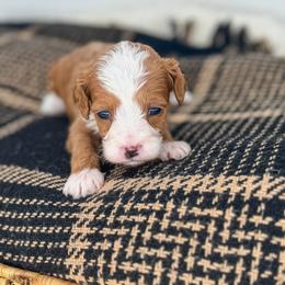 Bean - Red  male Goldendoodle puppy in New Harmony, Indiana from Cottonwood Farms