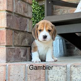 Gambler - Black tan and white male Beagle puppy in Mansfield, Missouri from Rippee Creek Kennel
