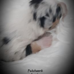 Australian Shepherd Puppies from Patchwork Kennels