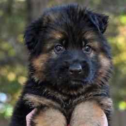 Addison - Black and red female German Shepherd puppy in Canton, Texas from WILDWOOD GERMAN SHEPHERDS