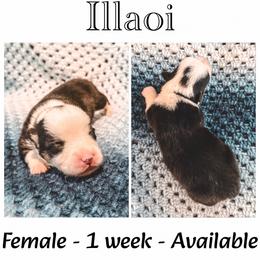 Illaoi - Black and tan female American Corgi puppy in Fitzhugh, Oklahoma from Elmiphyr Corgis