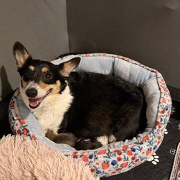 Bach - Blue male Pembroke Welsh Corgi puppy in Snellville, Georgia from Laur's Classic Corgis
