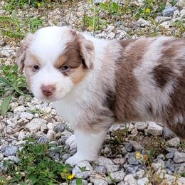 Miniature American Shepherd Puppies from MorningStar Miniature American Shepherds