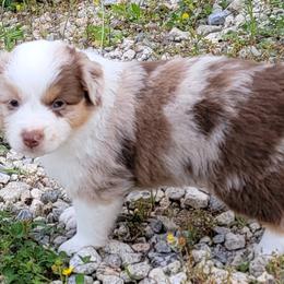 Miniature American Shepherd Puppies from MorningStar Miniature American Shepherds