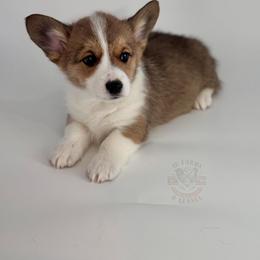 Huck - Sable male Pembroke Welsh Corgi puppy in Elberta, Utah from 3F Farms- Pembroke Welsh Corgis and Irish Wolfhounds